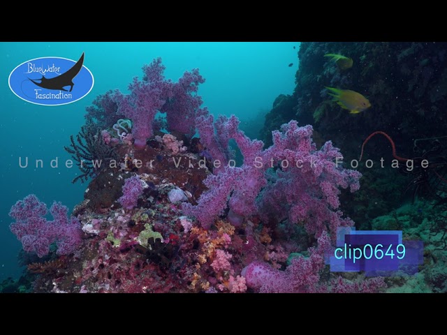 0649_Purple soft corals. 4K Underwater Royalty Free Stock Footage.