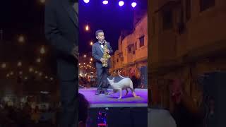 Saxophone Kid vs Dancing Rooster & Crazy Cat! Cairo Went Wild! #kidmusician #funny #piano #funny