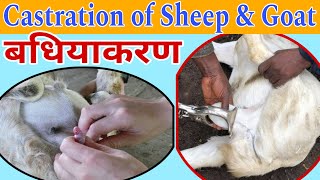 बकरी का बधियाकरण कैसे करें ? Burdizzo Method for Goat goat farming training nlm goatfarming