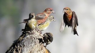 Red Crossbills Singing and Feeding