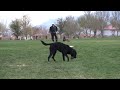 Labrador Retriever Dog Training - Teaching a dog to run straight