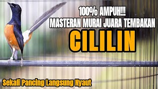 SUARA BURUNG MURAI BATU TEMBAKAN CILILIN AMPUH BUAT MASTERAN MURAI BATU ANDA