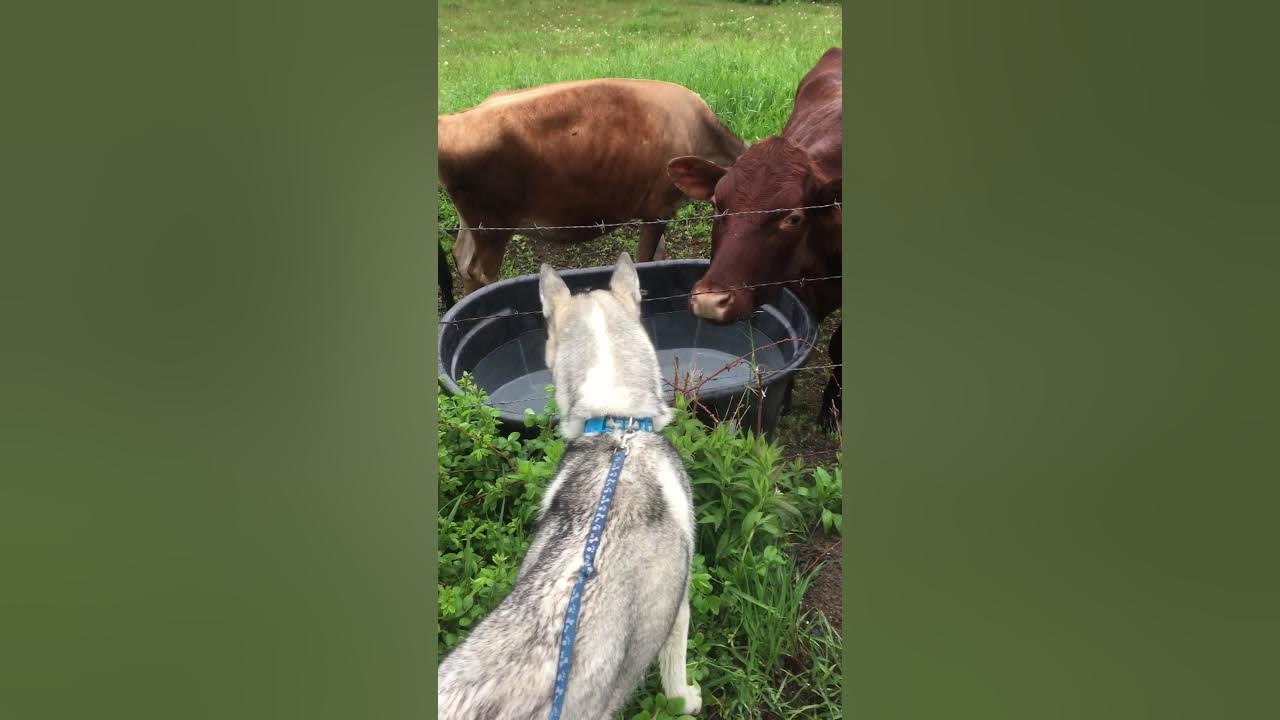 Siberian Husky and Cows Kiss! YouTube