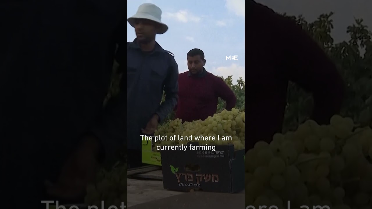 Gaza’s grape harvest suffers under climate change