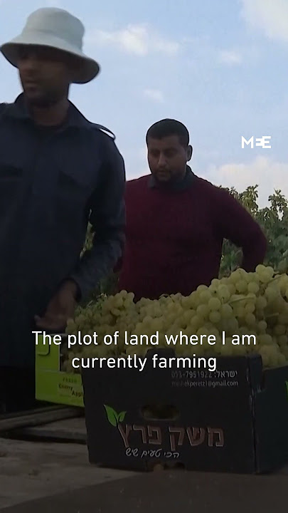Gaza’s grape harvest suffers under climate change