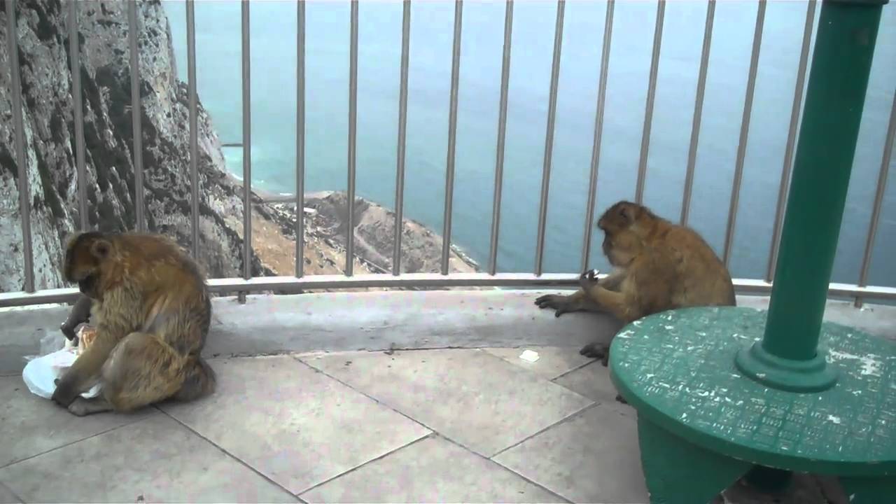 Ape Eats Sandwich in Gibraltar