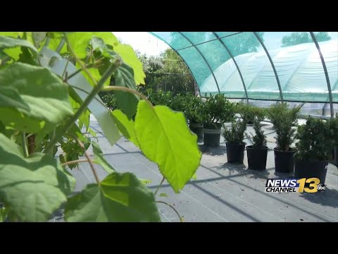 Video: Knäppning av växter - Vad är knäppning och hur man förhindrar det