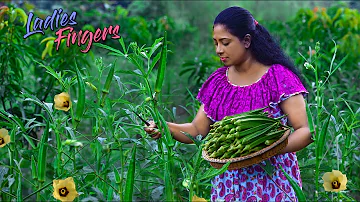 Farm fresh Okra harvest converted into steamed egg cup curry & fried Okra patties! | Traditional Me