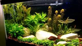 How Ph effects Plant Growth in Planted Aquariums screenshot 5