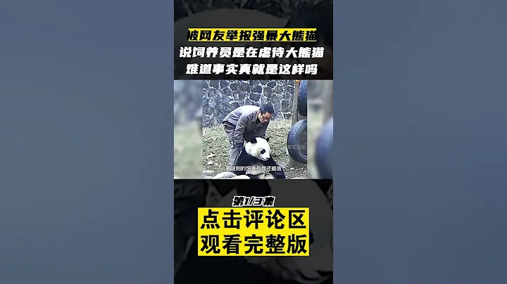Pt1/3 奶爸拍打大熊貓，被網友舉報虐待熊貓，難道真的是這樣嗎？#船長動物園 #熊貓 #shorts - 天天要聞