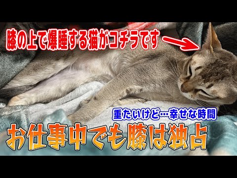 【シンガプーラ】お仕事中でも膝は独占！膝の上で爆睡する猫がコチラです！重たいけど幸せな時間#singapura #cat #animals #ネコ