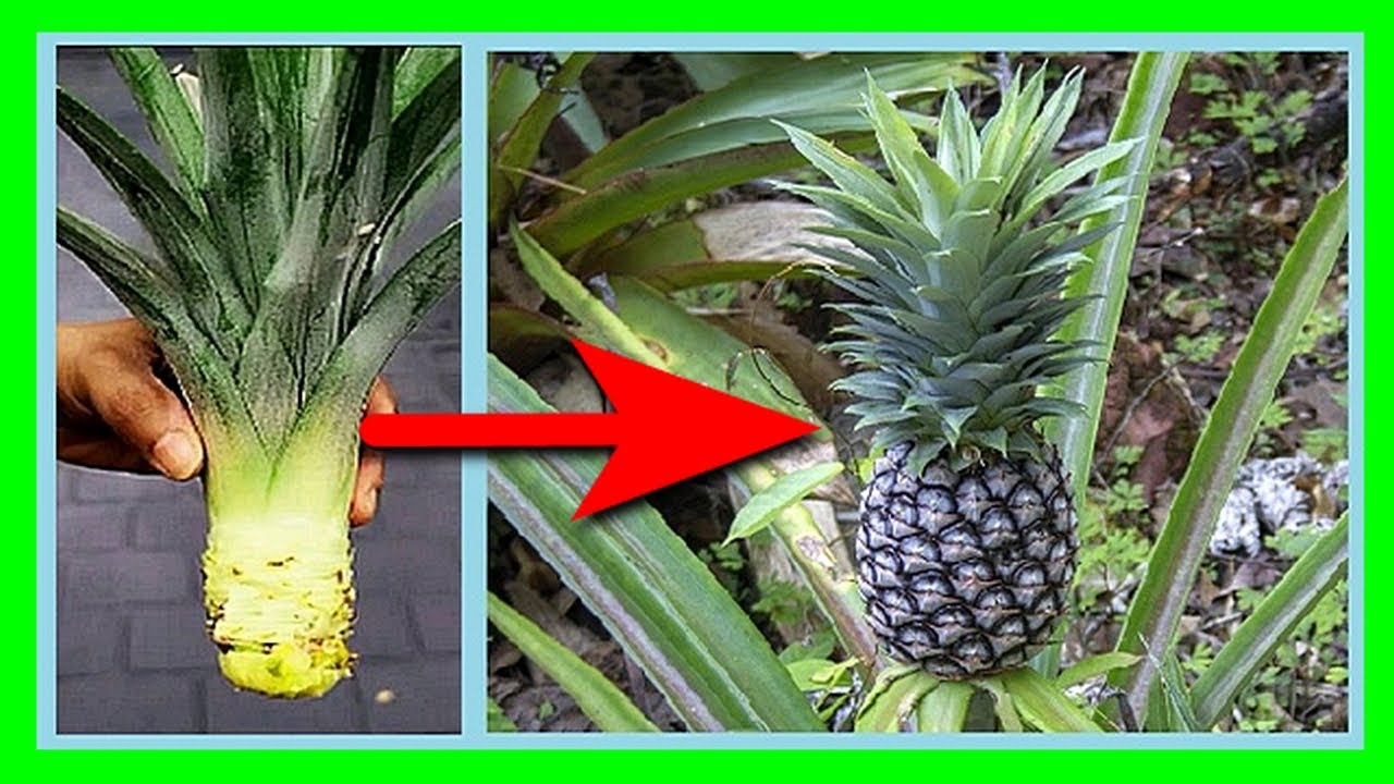 Grow Pineapple Fast in Containers | Soil Mix That Actually Works