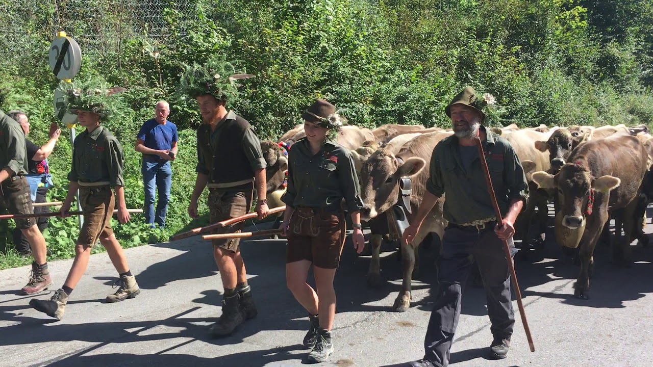 Alpabtrieb Dornbirn 2019 zum Sammelplatz