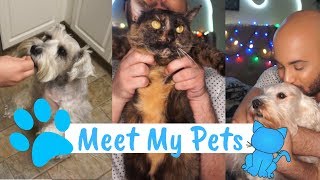 Meet My Pets / Teaching My Dogs to Sit Pretty