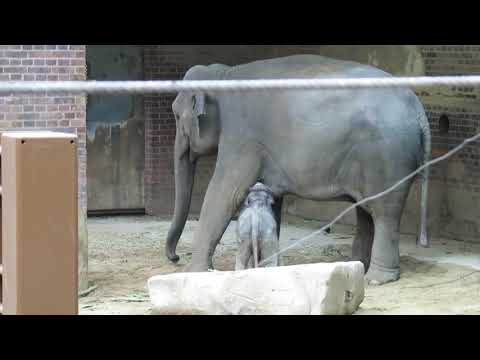 Der kleine Elefant, Rani und Don Chung im Zoo Leipzig