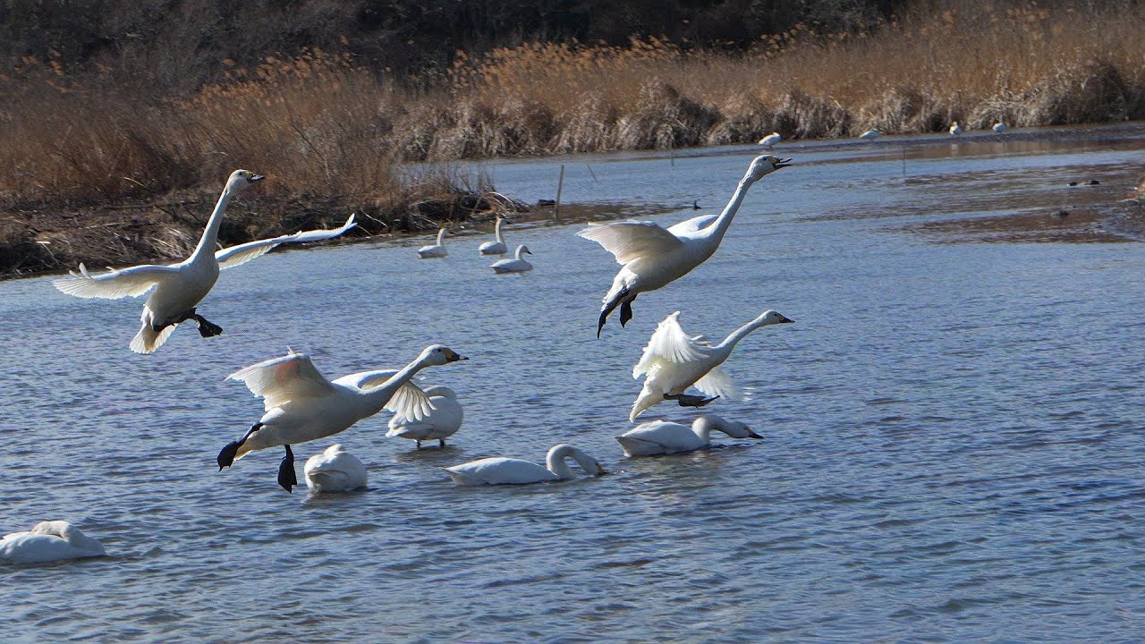 2026年1月25日　菅生沼（すがおぬま）