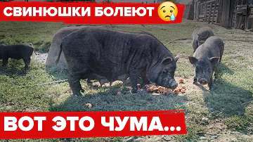 На Кубани чума свиней. Опасна ли она?