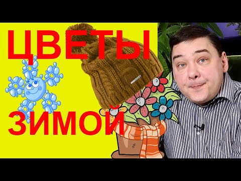 Уход за комнатными цветами в зимний период