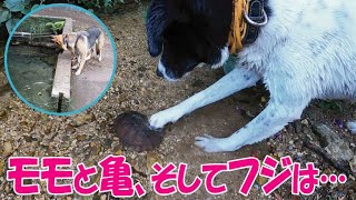 雑種犬モモと亀【ジャーマンシェパードと雑種犬と琉球犬の田舎暮らし】