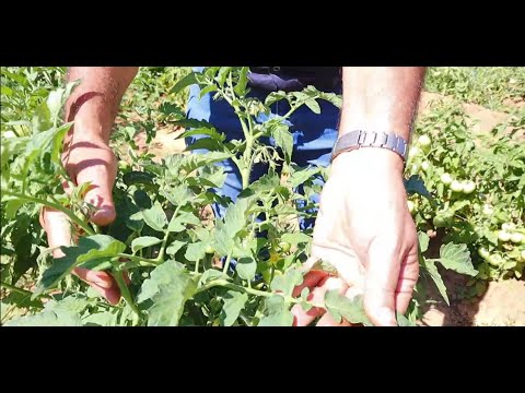 Video: Gunstige plantdae in Maart 2020 vir tamaties