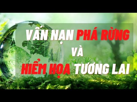 Video: Rõ ràng là chặt phá rừng là gì?