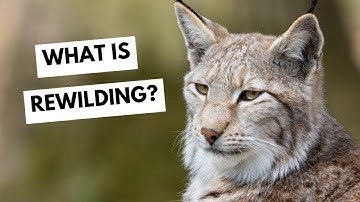 What Is Rewilding?