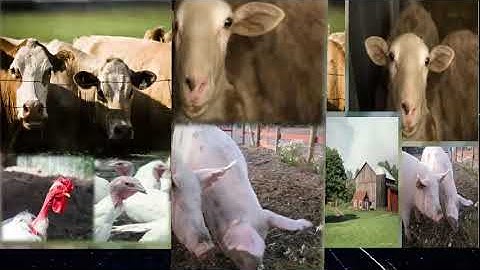 4th Grade - Reading - Predictions - Topic Overview Part 1 of 2