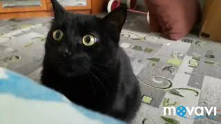 Кот атакует /cat attacks Кот атакует /cat attacks