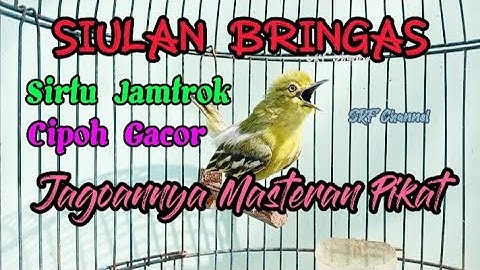 Suara pikat Sirtu 100% memancing emosi sirtu macet bunyi#cipohgacor#sirtugacor  @srfchannel3881