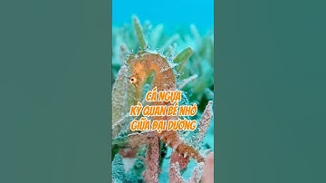 Cá ngựa - Kỳ quan bé nhỏ giữa đại dương