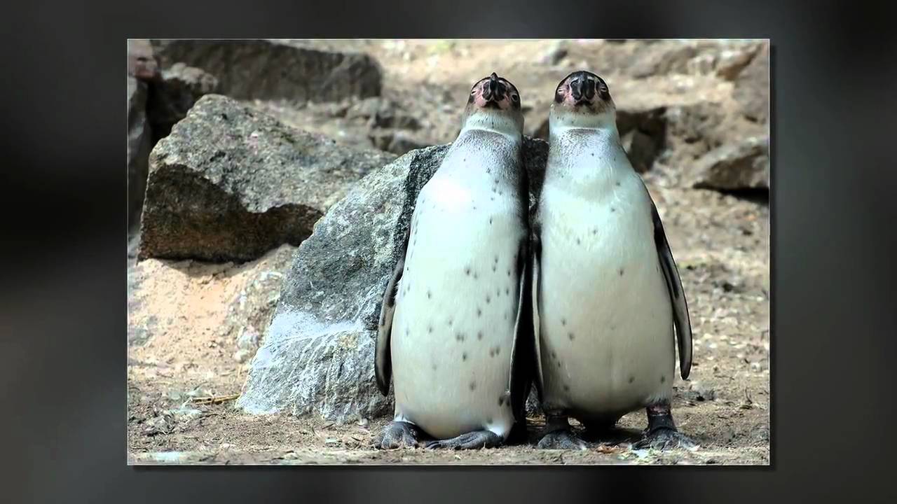 ProShow Producer Transitions (Mix)