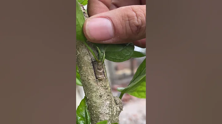 Grafting hibiscus flowers with eyes at home - DayDayNews