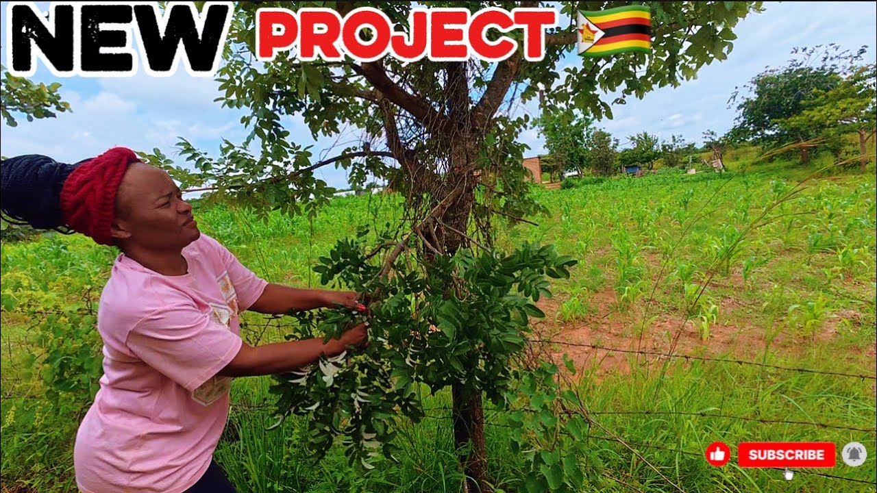 Finally Starting Our Village Fence Project 🇿🇼💪🏼