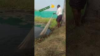 సహజంగా పెరిగిన కొరమెను చేపల వేట | గ్రామీణ జీవితం #ytshorts #trending #viral #shorts #farming#fishing
