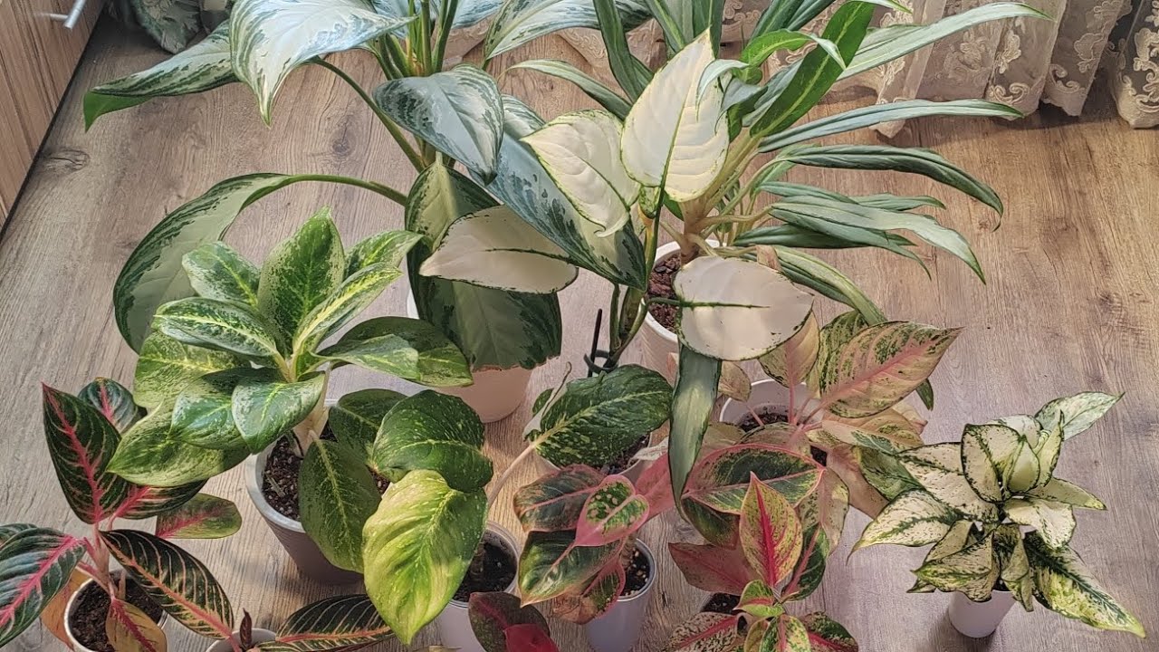 Обзор коллекции моих Аглаонем | Грунт, полив, уход