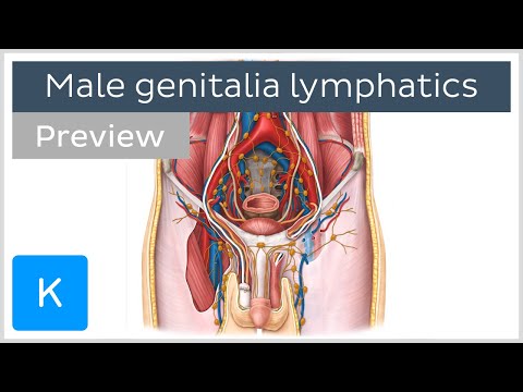Lymphatics of the male genitalia (preview) - Human Anatomy | Kenhub