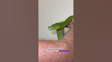 Mr. Avocado #gtp #aru #biak #greentreepython #python #pythons #snake #snakes #snek #reptile