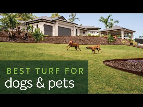 Best Turf Types for Dogs & Pets