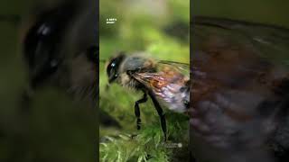 How bees air condition their hives  Smithsonian Channel