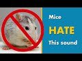 Mice repellent sound  say goodbye mice with this ultrasonic mouse deterrent