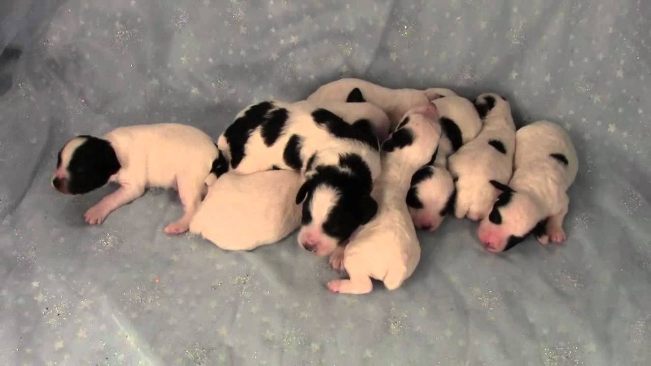 For sale Cockapoo puppies Iowa Breeder