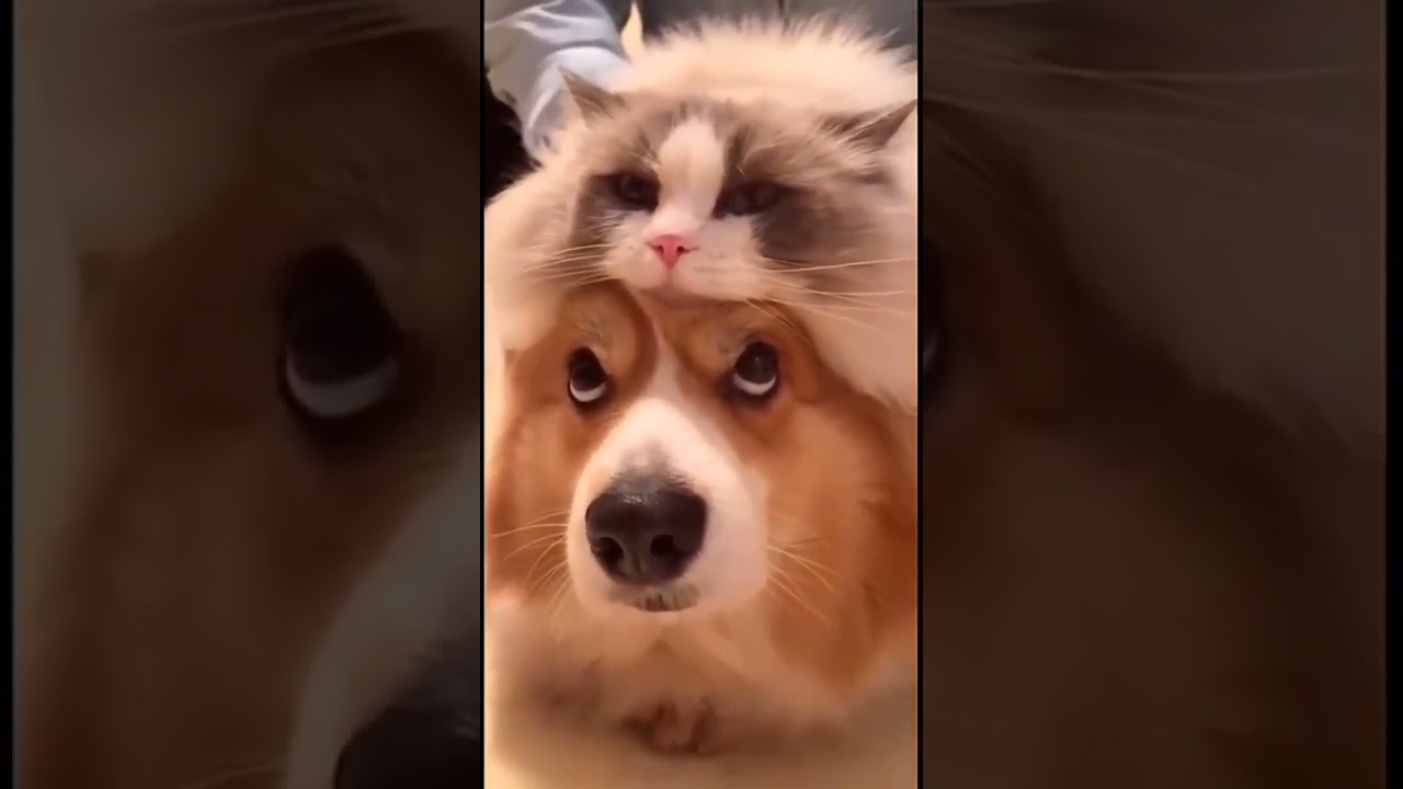 Dog Funny Faces | Funny Pets Moments & Best Videos Compilation 🤪 Animal Comedy