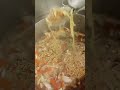 luto ng pancit #food #youtubeshorts #ytshorts #video #viral