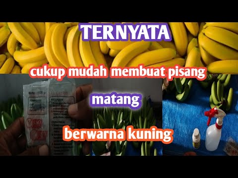 Video: Bahan kimia apa yang digunakan untuk mematangkan pisang?