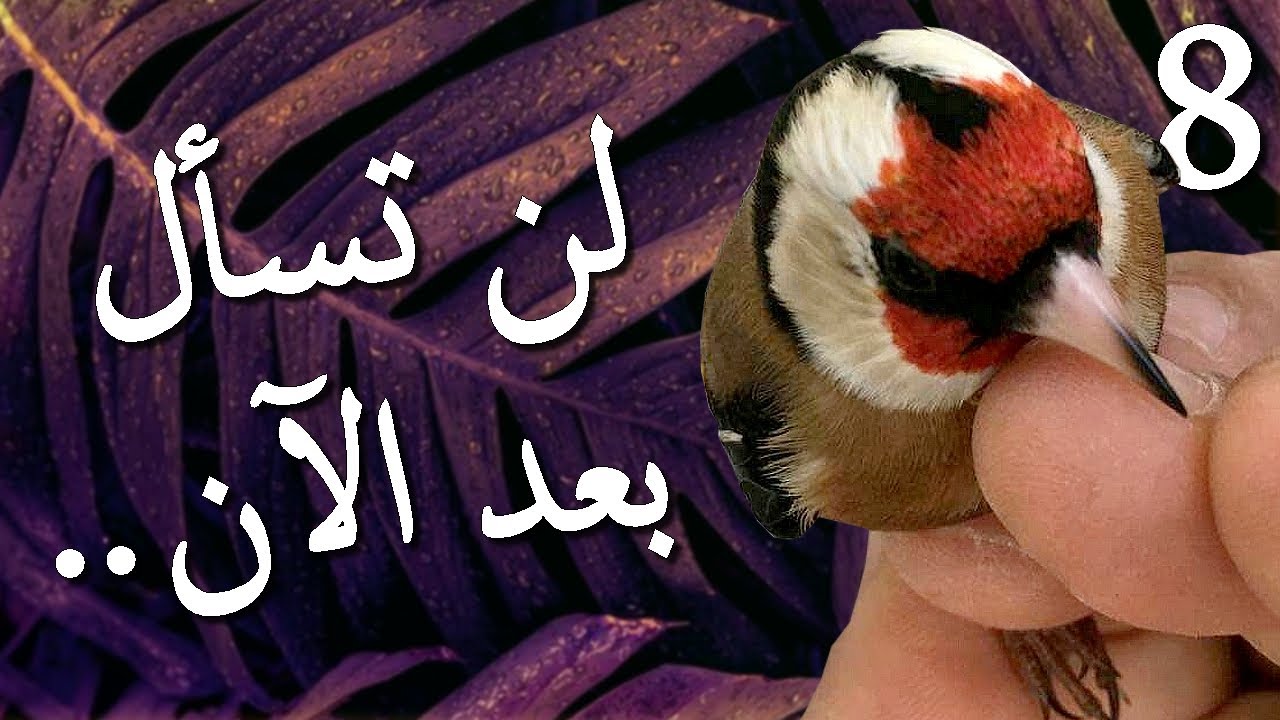 تخلص نهائيا من الخوف عند الحسون - طريقة ترويض الحسون البري (صيد جديد)
