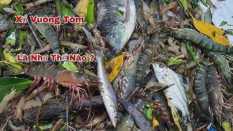 Xổ Vuông Tôm Vùng Năm Căn - Cà Mau, cùng nhau lựa Tôm Sú, Cua Cá Ghẹ Các Loại | Thảo Phan Vlog