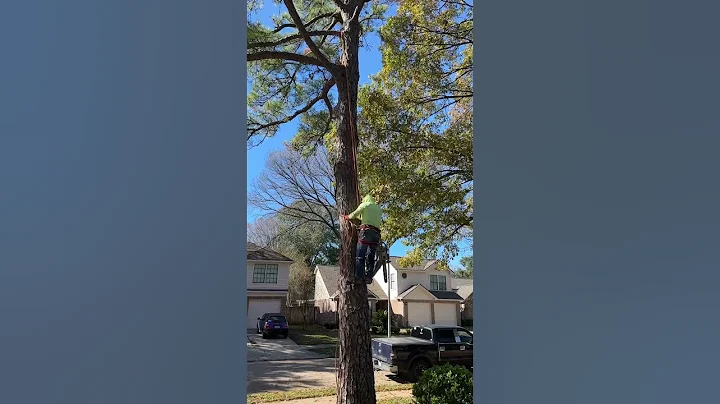 How to Tree climb #climbing #treeclimbing #pretzclimbing #pretzl