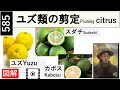 585 ユズ、カボス、スダチの剪定。生産者でなく、家庭の剪定です。 Pruning of citrons in the home garden. miki3