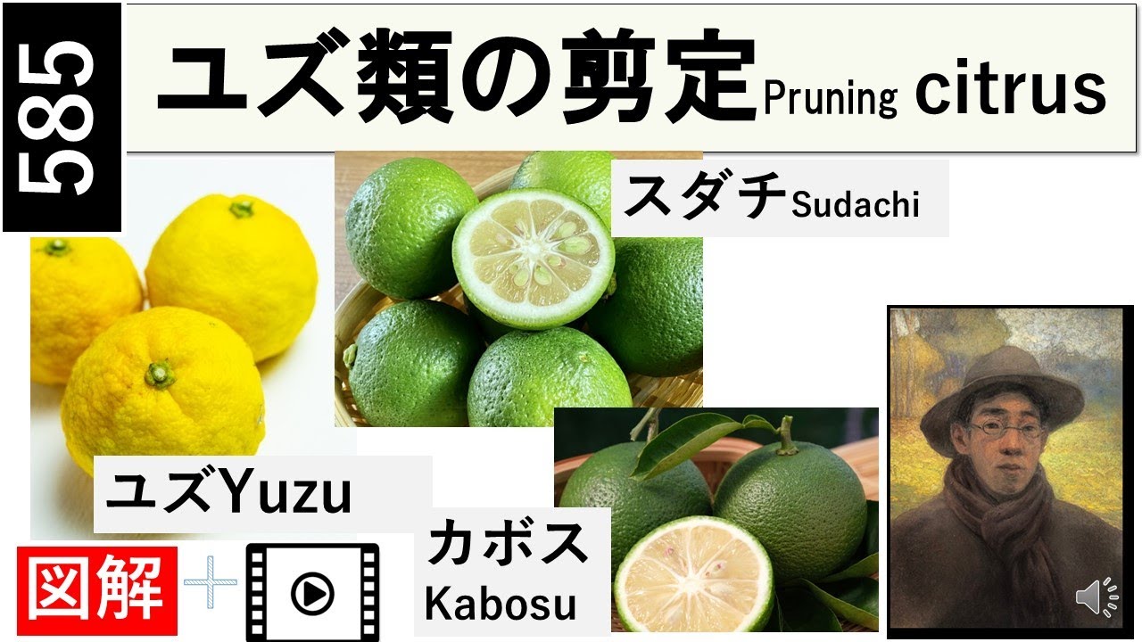 585 ユズ、カボス、スダチの剪定。生産者でなく、家庭の剪定です。 Pruning of citrons in the home garden. miki3
