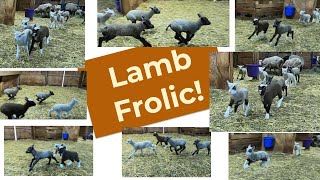 Lambs Playing - we call it a frolic of lambs! Jumping running happy bouncing lambs!